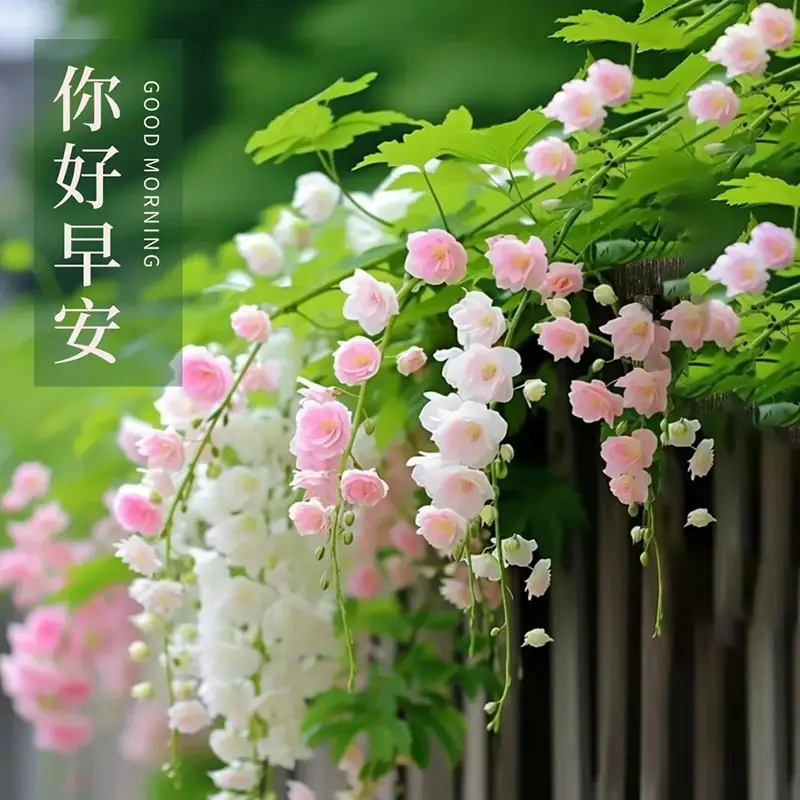 清晨问候送祝福，愿你心情舒畅幸福安康  第1张