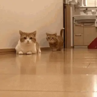 了解猫咪内心世界：避免让它们感到被抛弃的行为指南  第1张