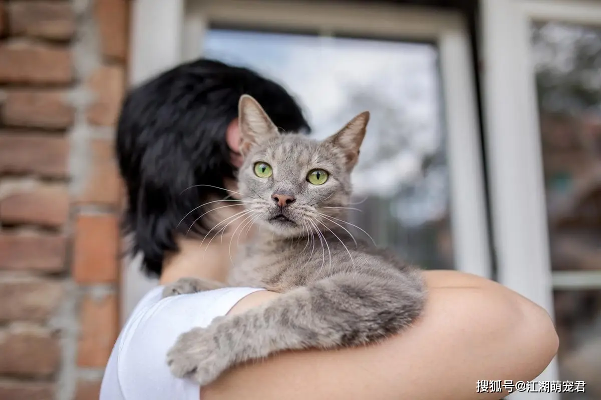 了解猫咪内心世界：避免让它们感到被抛弃的行为指南  第2张