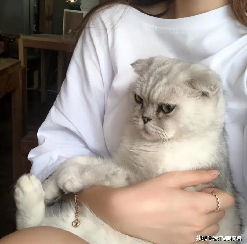 了解猫咪内心世界：避免让它们感到被抛弃的行为指南  第3张