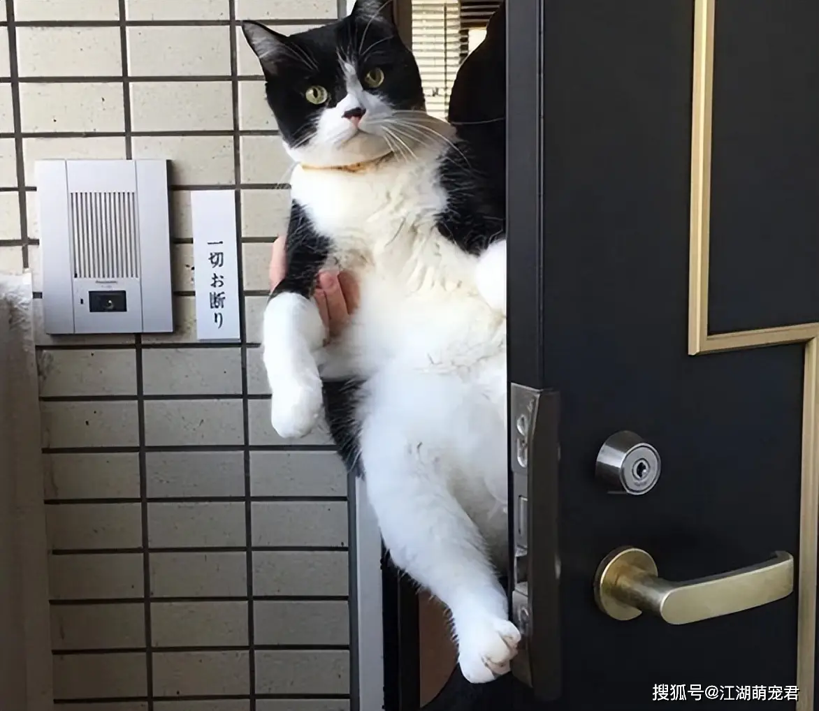 了解猫咪内心世界：避免让它们感到被抛弃的行为指南  第4张