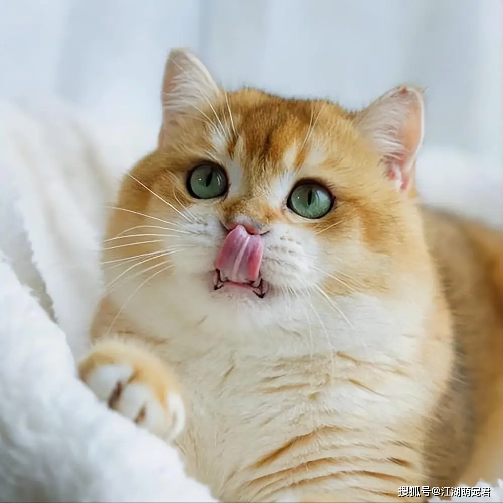 了解猫咪内心世界：避免让它们感到被抛弃的行为指南  第6张