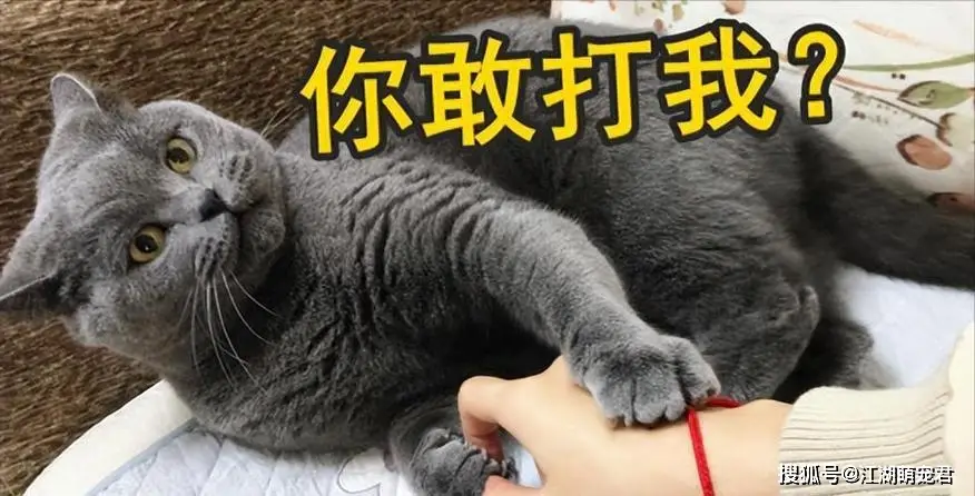 了解猫咪内心世界：避免让它们感到被抛弃的行为指南  第7张