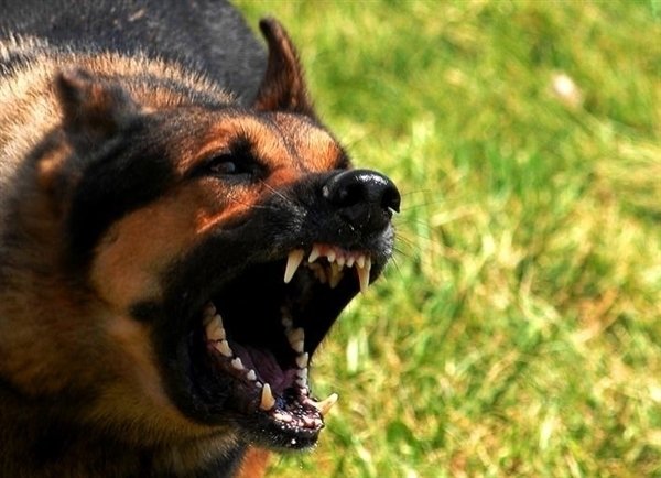 长沙县发布狂犬病防控提示函，家养狗咬伤致死病例引发关注  第1张