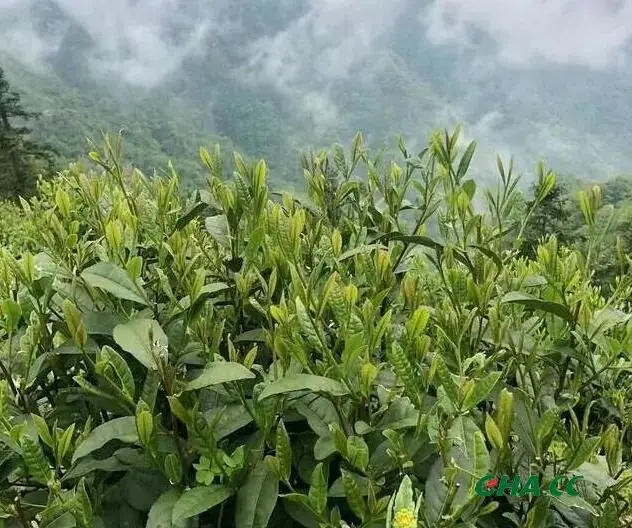 广西六堡茶八新双增关键技术研究与产业化示范项目助力非遗茶走向大产业  第1张