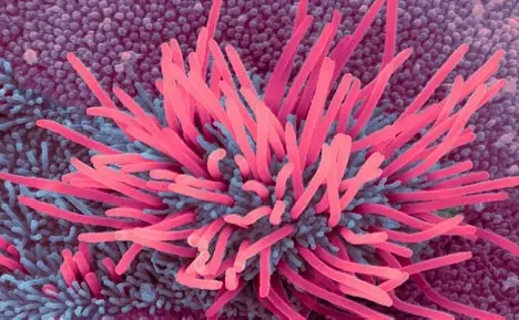 探索神奇的纤毛：结构、功能及其在生物中的重要性  第2张