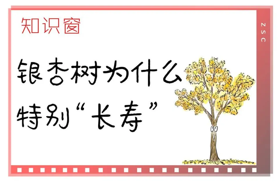 揭秘银杏树之谜：为何被称为银杏，而非金杏？